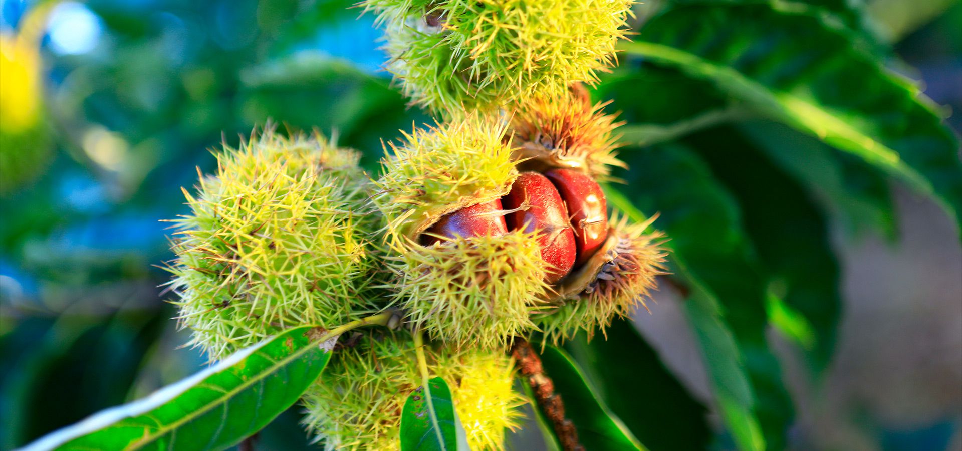 Chestnut