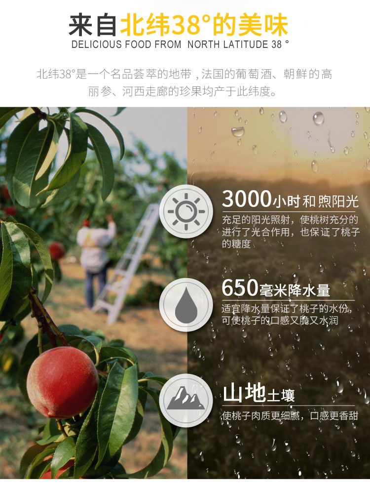 白桃罐头