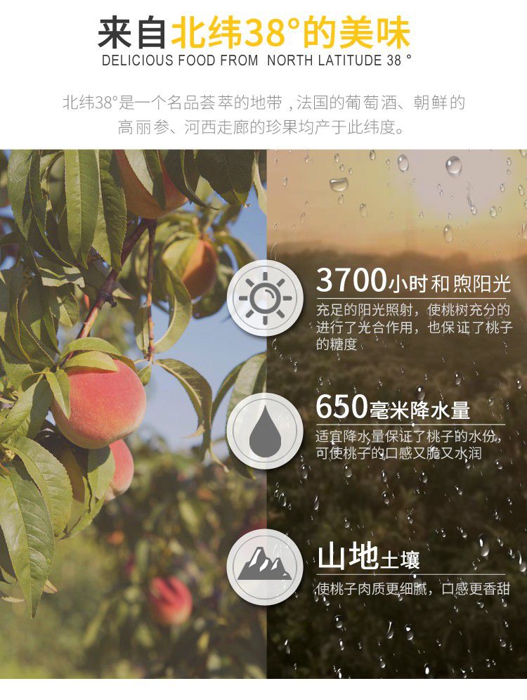 黄桃罐头