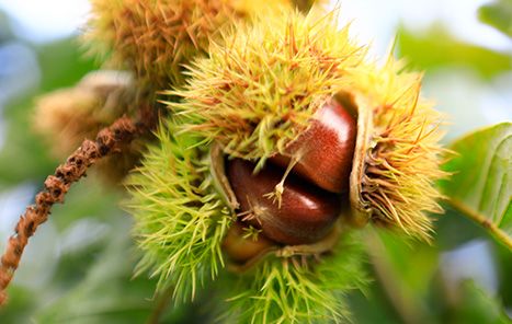 Chestnut